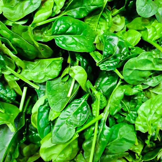Foglie di spinaci freschi